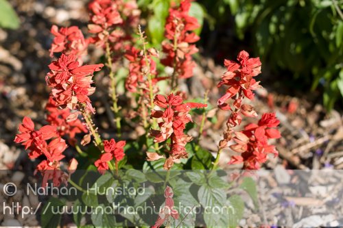 Flowers_2008-08-24_IMG_1543